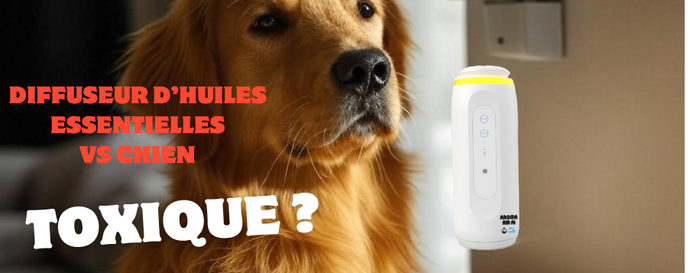 Diffuseur d'huile essentielle : toxique pour le chien ?